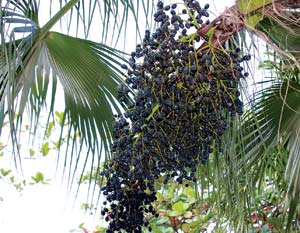 Mangosteen Harvest Crop 